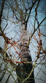 Low angle view of tree against sky