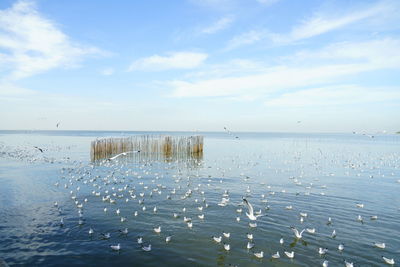 Swans swimming in lake against sky