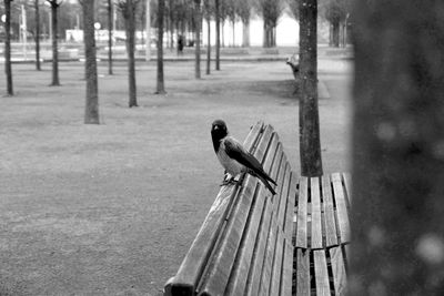 Bird perching on a tree