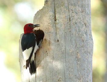 Close-up of bird perching on wooden post