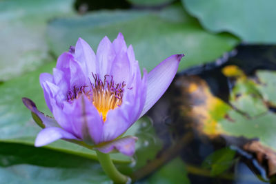 Close-up of purple water lily