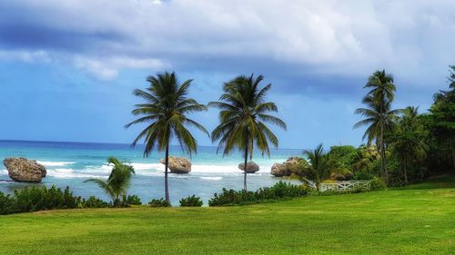 Palm trees by sea against sky