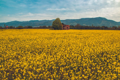 View of yellow flowers growing in field