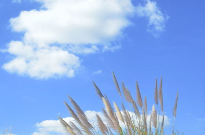 Low angle view of stalks against blue sky