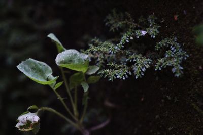 Close-up of frozen plant