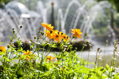 Close-up of yellow flowers blooming outdoors