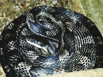 Close-up of snake