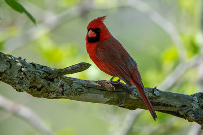 Close-up of a bird perching on branch