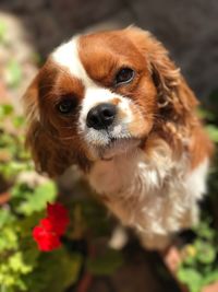 Close-up portrait of dog