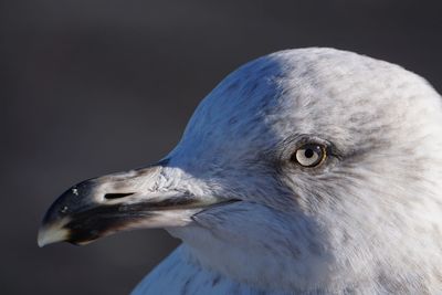 Close-up of seagull