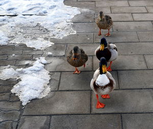 High angle view of birds perching on footpath