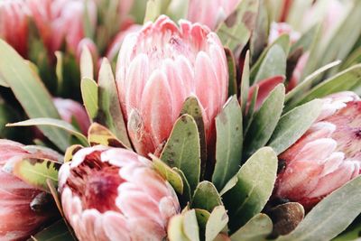 Close-up of pink flowers blooming outdoors