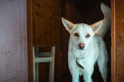 Portrait of dog by door