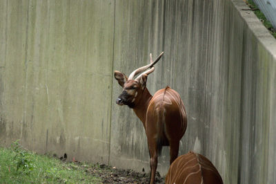 Rear view of horse standing against wall