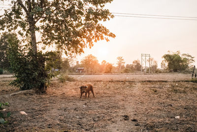 View of a pig on field