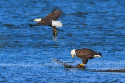 Bird flying over lake