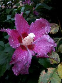 Close-up of wet pink flower blooming outdoors