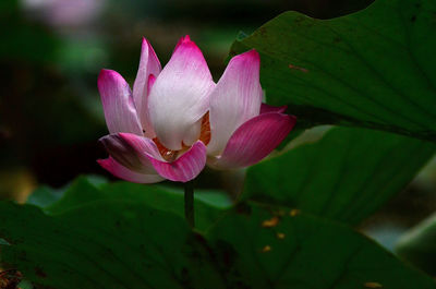 Close-up of pink water lily