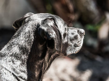 Close-up of dog looking away