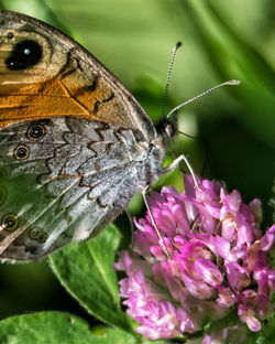 Close-up of butterfly perching on flower
