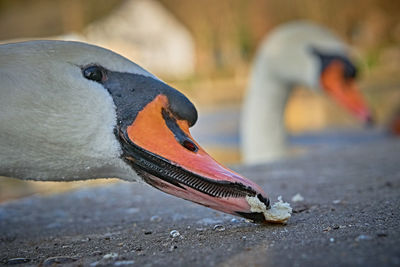 Close-up of swan