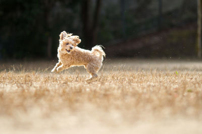 Dog running in a field