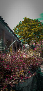 Flowering plants by building against clear sky