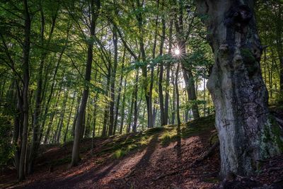 Trees growing in forest