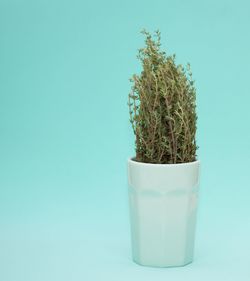 Close-up of plant against white background