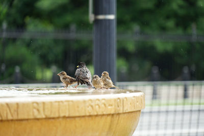 Close-up of birds perching on wooden fence