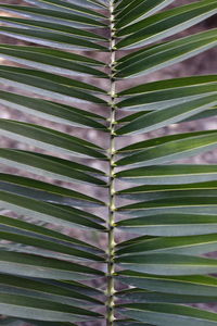 Full frame shot of green leaves