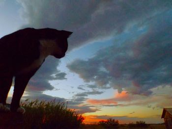 Low angle view of silhouette horse against sky