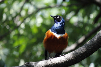 Low angle view of bird perching on branch