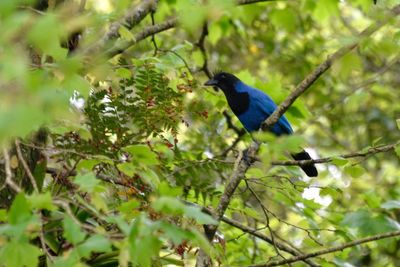 Bird perching on branch