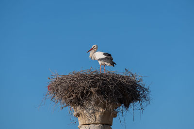 Low angle view of stork perching on nest against clear blue sky