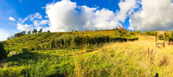 Panoramic view of field against sky