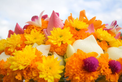 Close-up of marigold flowers