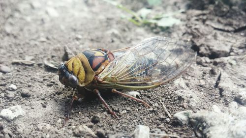 Close-up of insect on rock