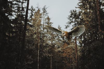 Low angle view of owl flying against trees in forest