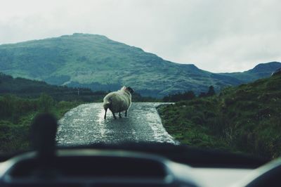 Sheep on road by mountain against sky