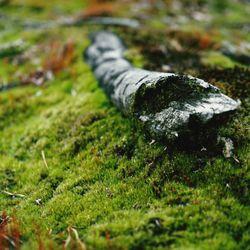 Close-up of fresh green grass in field