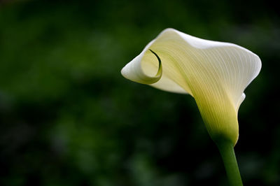 Close-up of white rose flower