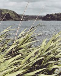 Close-up of plant against sea