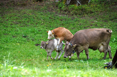 Sheep in a field