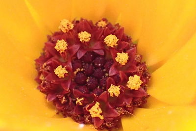 High angle view of yellow rose flower