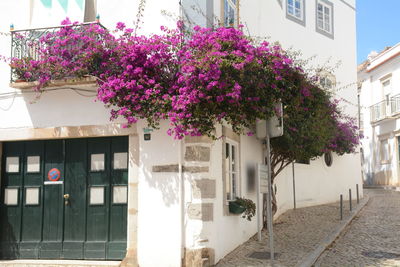 Pink flowering plant by building in city