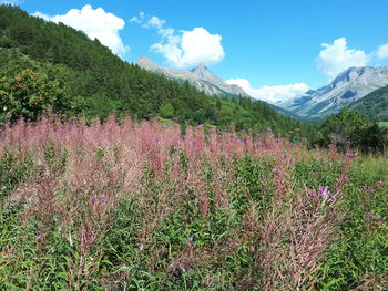 Scenic view of flowering plants on field against sky