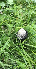 High angle view of mushroom growing on field