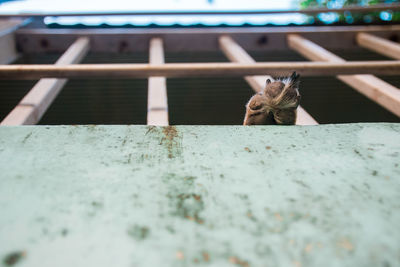 Cat sitting on retaining wall