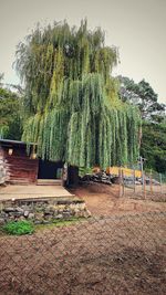 Trees growing on field against sky